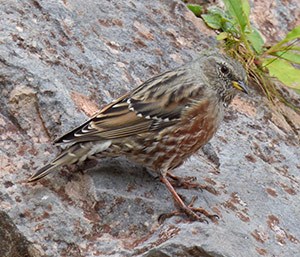 Alpine Accentor - Prunella collaris © John Muddeman
